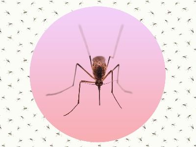 mosquito image