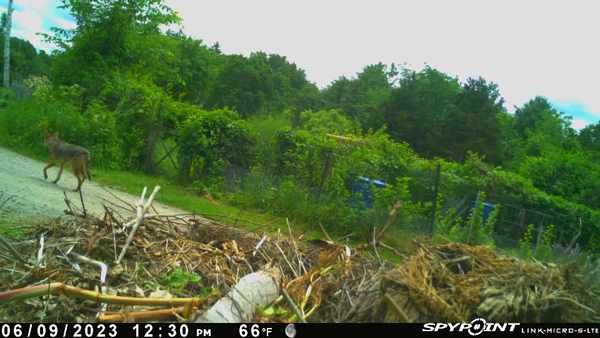 6.9.2023 Coyote walking along the path in the Weston Rd. Community Gardens