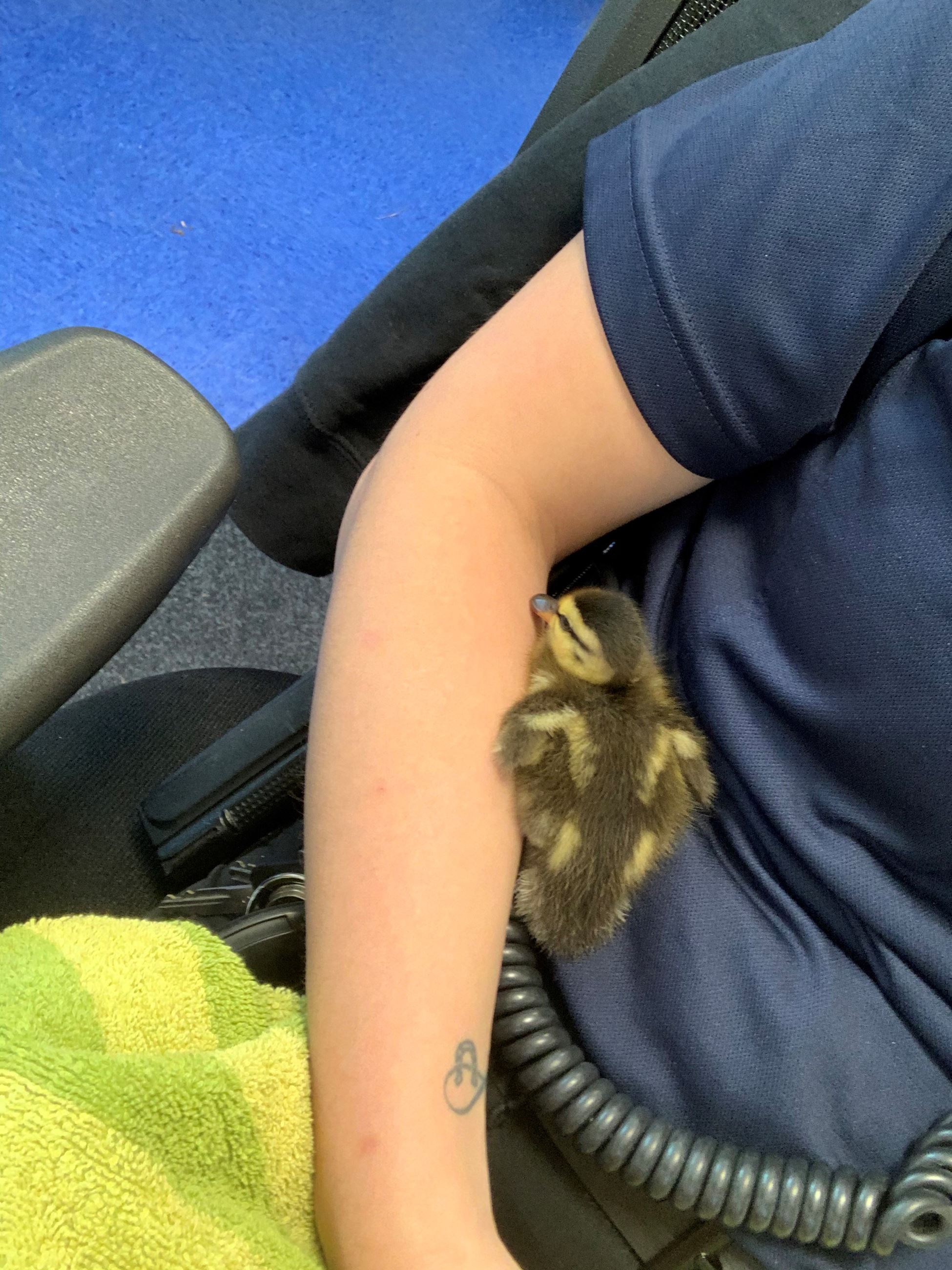 Baby Ducks ACO Smith
