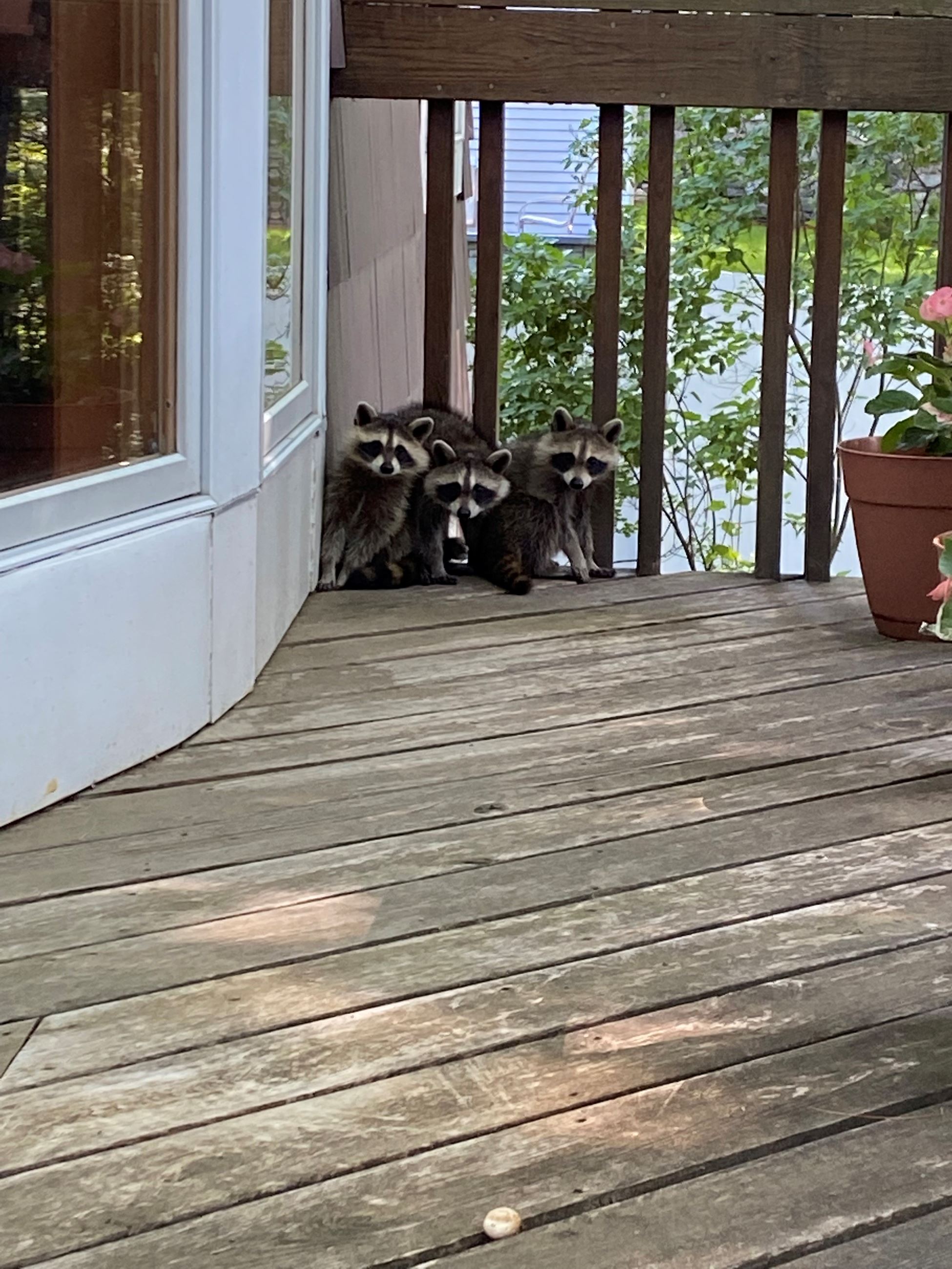Racoons in Wellesley