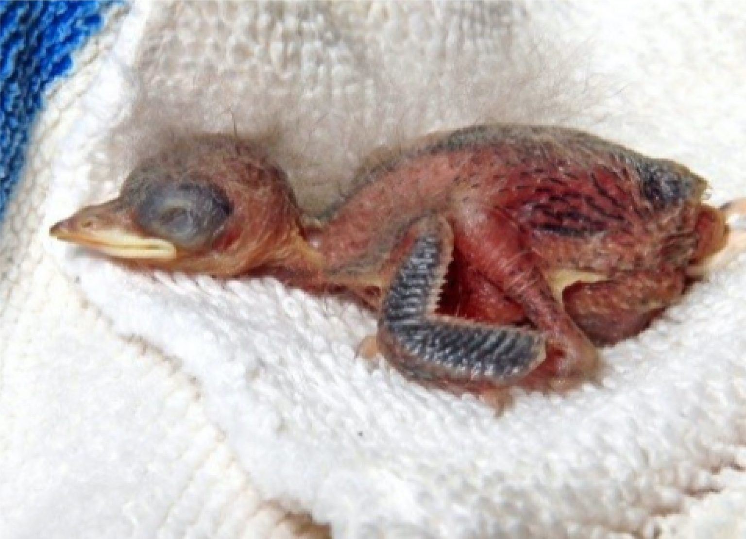 Baby-Bird-Photos-08-1536x1110