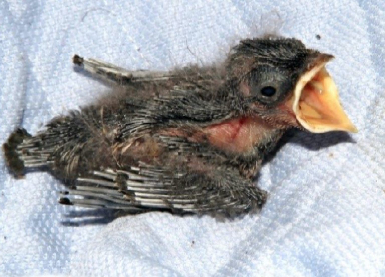 Baby-Bird-Photos-09-1536x1105