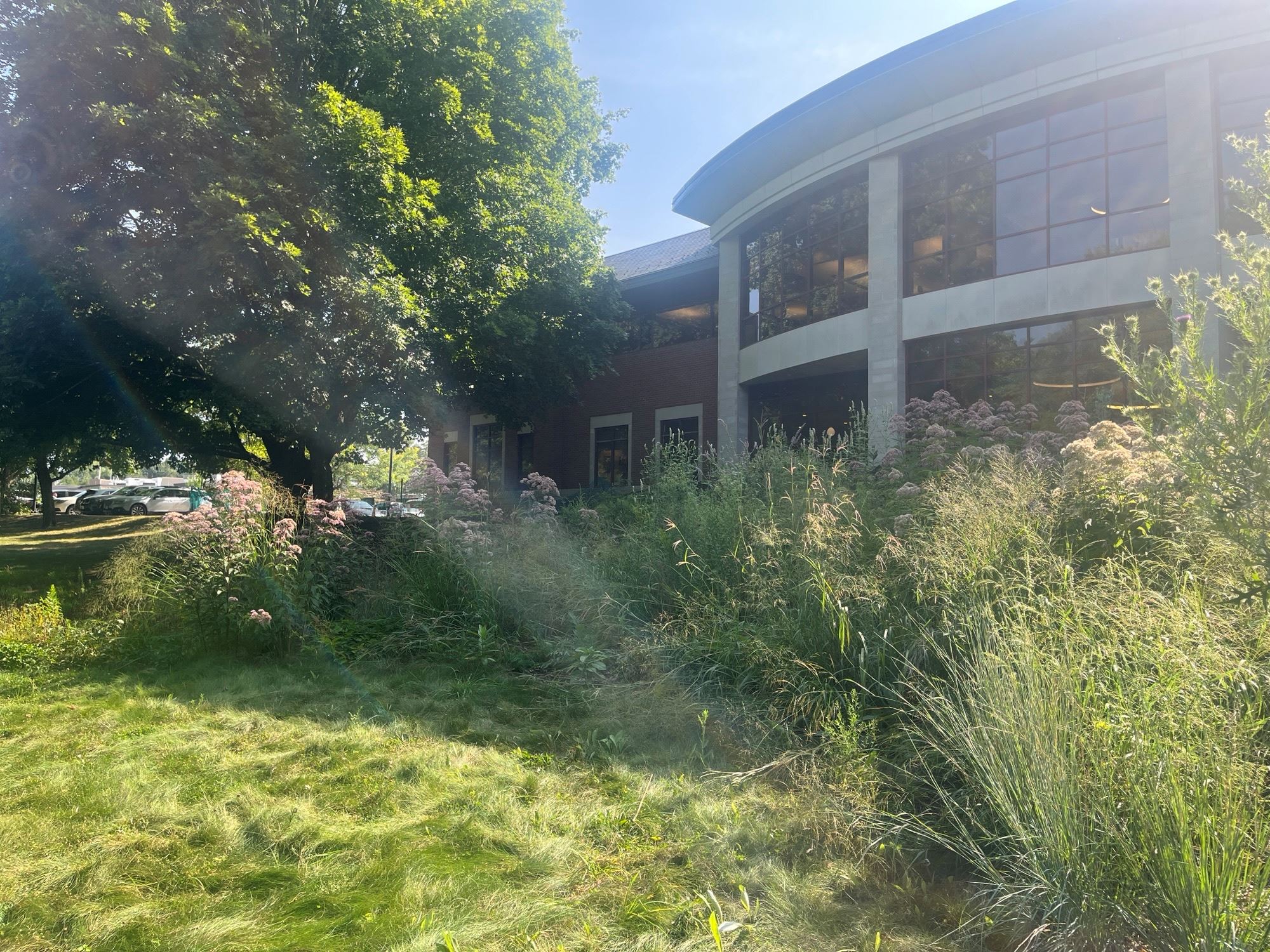 Simons Park pollinator garden with Library in background